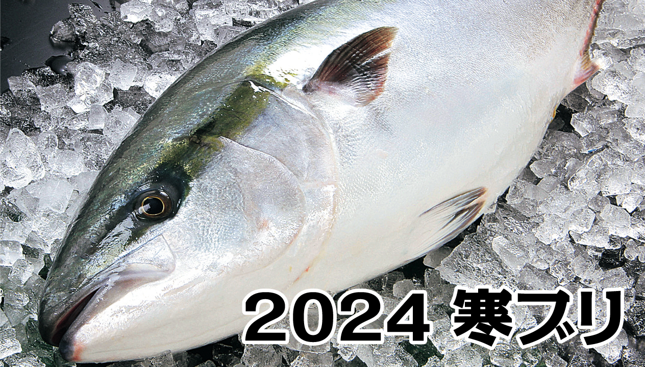 2024寒ブリの季節：北海道から九州まで、旬の美味と魅力を徹底解説！