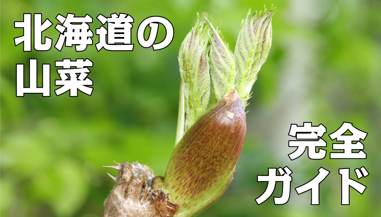 北海道の山菜ガイド: 山菜採りと楽しむ秘訣