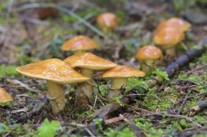 旬を迎えた落葉キノコ！種類別栄養価と健康効果 | 食べレア北海道｜北海道の食材お取り寄せ通販サイト