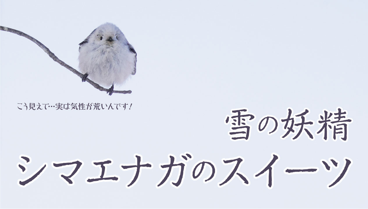 シマエナガスイーツ特集！北海道のかわいいティラミスやクッキー